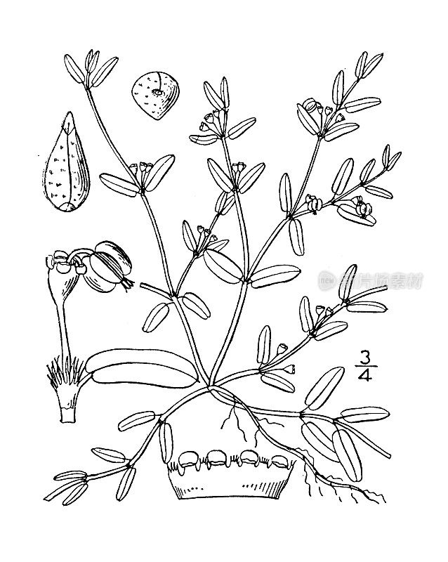 古植物学植物插图:大戟属Geyeri, Geyer's Spurge
